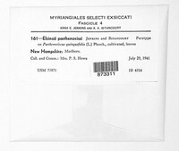 Elsinoe parthenocissi image
